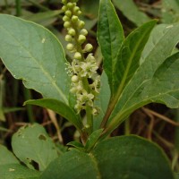 Phytolacca octandra L.